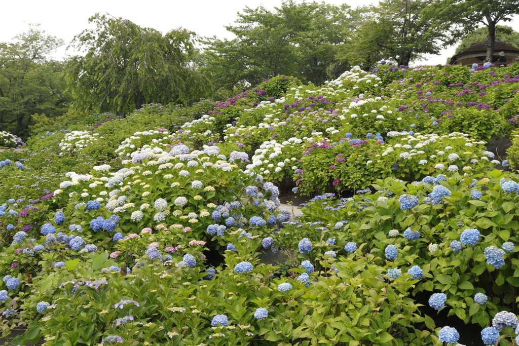 あじさい4