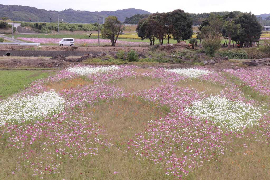 コスモスアート1