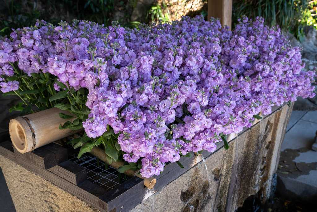 花が飾られた手水