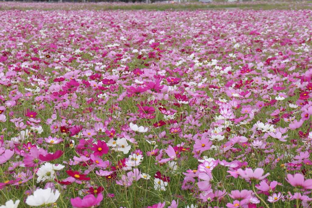 コスモスアップ