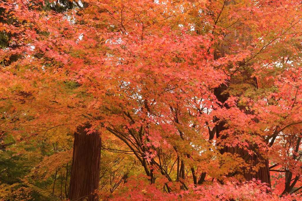 紅葉中３