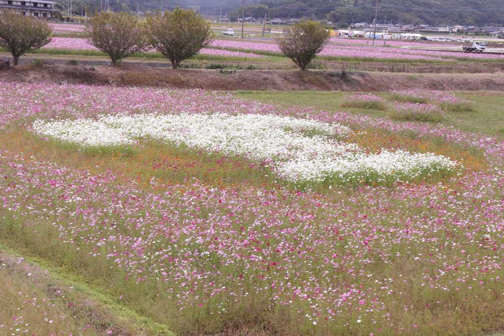 コスモスアート2