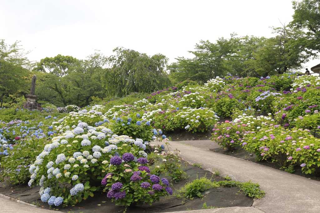 斜面のあじさい