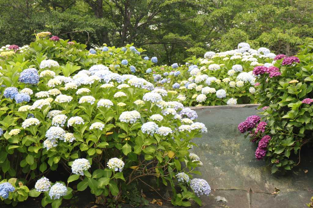 あじさい6